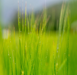 Obraz premium green grass with dew drops, abstract natural background and texture