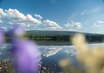 Beautiful summer landscape, the shore of Lake Snasa in Norway, soft focus through the flowers