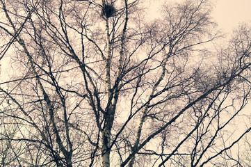 Bird nest on the tree branch in the forest