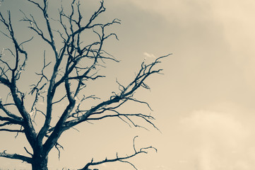 Lonely tree against the sky. tree silhouette. branch tree on the sky background