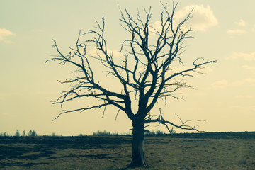 Lonely tree in the middle of a field. meadow with solitary dry tree