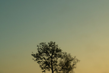 Obraz na płótnie Canvas Tree against the sky. branch tree on the sky background