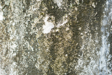 Obraz premium Old walls with water stains until moss