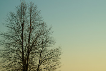 Tree against the sky. branch tree on the sky background