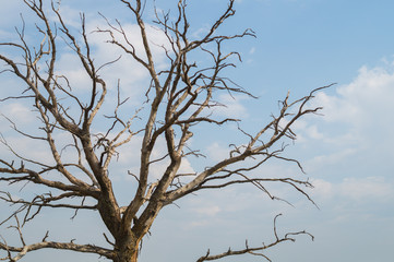 Tree against the sky. branch tree on the sky background