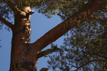 Tree against the sky. branch tree on the sky background