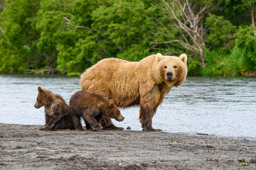 Ruling the landscape, brown bears of Kamchatka (Ursus arctos beringianus)