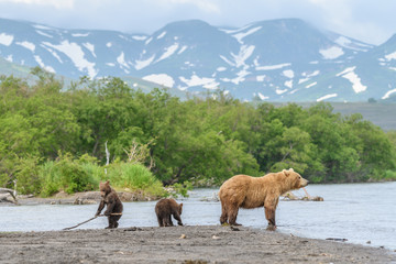 Naklejka premium Ruling the landscape, brown bears of Kamchatka (Ursus arctos beringianus)