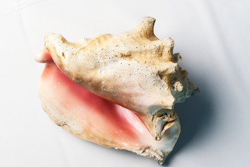 Detail of the Lobatus gigas, originally known as Strombus gigas, commonly known as the queen conch, is a species of large edible sea snail.