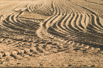 Pattern of curved ridges and furrows on a sandy field. traces on the sand