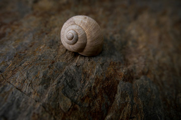 Empty snails house on a stone