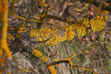 Yellow lichen on the bark of a tree. Tree trunk affected by lichen. Moss on a tree branch. Textured wood surface with lichens colony. Fungus ecosystem on trees bark. 