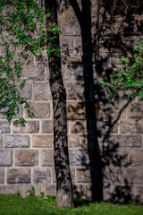 Artistic image of a tree in front of the wall