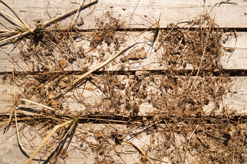 Wooden plank texture. wood background with dry foliage
