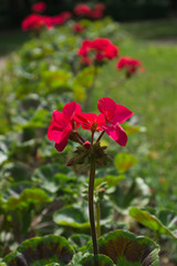 Red flower in the flowerbed. flowers background