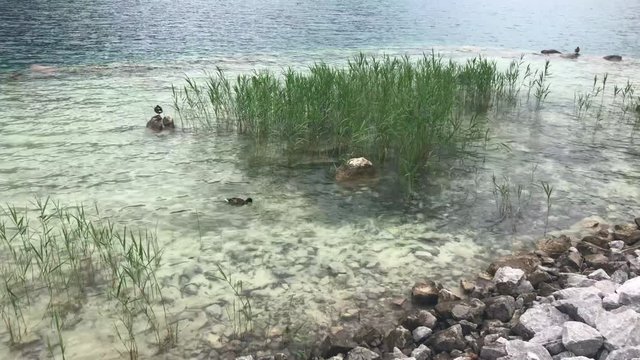 Ducks on the Achensee lake on Pertisau, Tirol, Austria