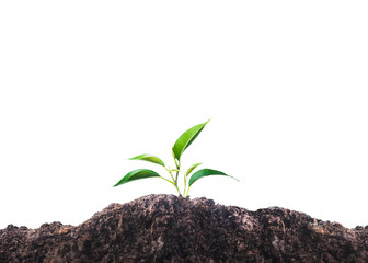 Leaf and land environment isolated 