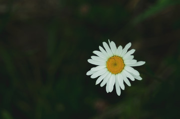 Chamomile close up. daisy flower in dark background