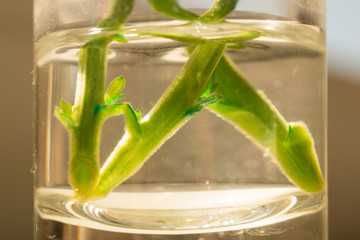 Green sprout of a home plant. Plant sprout in the water. ecology concept