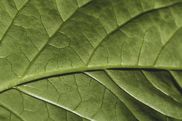 Fototapeta na wymiar Green leaf macro texture background