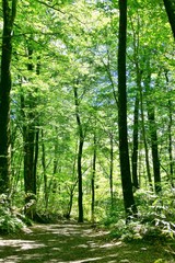 《十二湖の青池》青森県深浦町