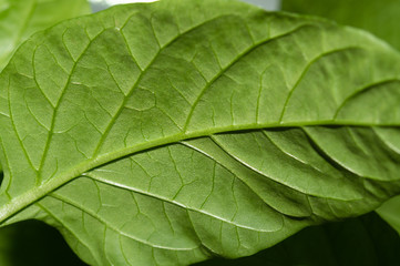 Paprika plant leaf macro. sweet pepper growth. organic growing