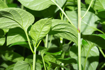 Fototapeta na wymiar Paprika plant leaves close up. sweet pepper growth. organic growing