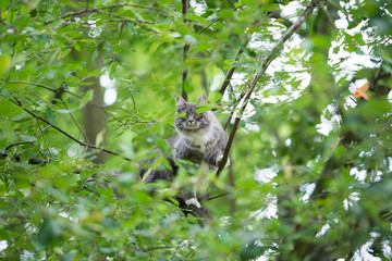 young blue tabby maine coon cat with white paws climbing on tree balancing in tree crown looking down at camera behind leaves outdoors in nature