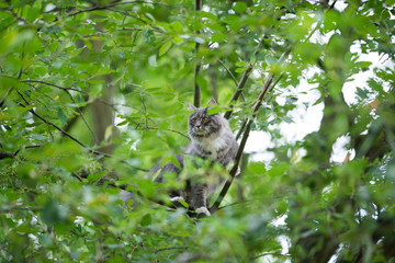 young blue tabby maine coon cat with white paws climbing on tree looking to the side behind leaves outdoors in nature