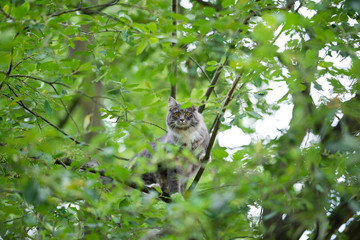 young blue tabby maine coon cat with white paws climbing on tree balancing in tree crown looking down at camera behind leaves outdoors in the back yard