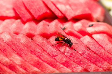 Red watermelon with wasp