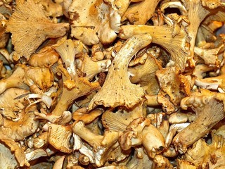 chanterelle mushrooms at a food market