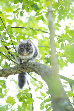 low angle view of a young blue tabby maine coon cat with white paws and fluffy tail  climbing tree balancing on branch looking down curiously outdoors in nature