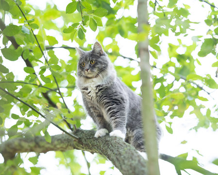 low angle view of a young blue tabby maine coon cat with white paws climbing tree standing on branch looking down curiously outdoors in the back yard