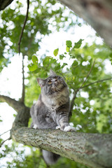 Naklejka na ściany i meble young blue tabby maine coon cat with white paws climbin on tree outdoors in nature on a summer day looking down curiously