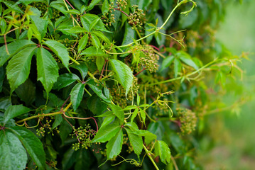 Virginia creeper Parthenocissus quinquefolia var. murorum in the summer garden