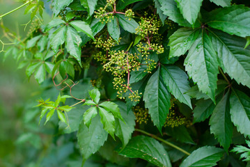 Virginia creeper Parthenocissus quinquefolia var. murorum in the summer garden