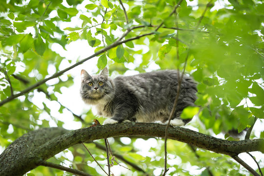 low anglew view of a young blue tabby maine coon cat with white paws balancing on the branch of a tree outdoors in the back yard on a summer day