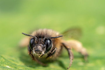Macro shot of a honeybee sitting in the garden on a leaf in the sunshine.