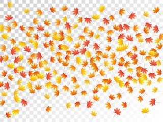 Maple leaves vector illustration, autumn foliage on transparent background.