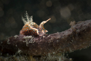 Psychedelic batwing slug (Sagaminopteron psychedelicum). Underwater macro photography from Romblon, Philippines