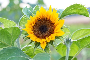 Fototapeta premium Sonnenblumenblüte