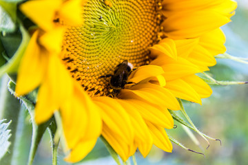 Hummel in Sonnenblume 