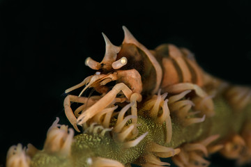 Zanzibar Whip Coral Shrimp (Dasycaris zanzibarica). Underwater macro photography from Anilao,...