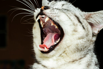 The gray cat has opened its mouth because of sleepiness.