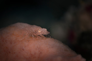 Master of camouflage. Cryptic Sponge Shrimp (Gelastocaris paronae). Underwater macro photography from Romblon, Philippines