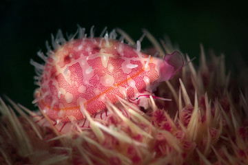 Sea snail Diminovula culmen. Underwater macro photography from Romblon, Philippines
