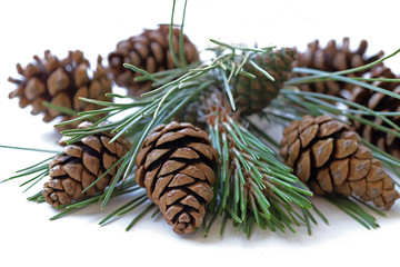 pine tree cone