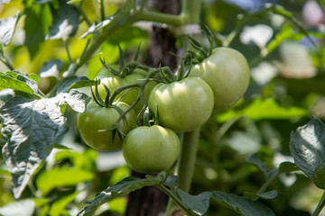 green tomatoes on the vine