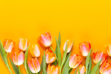 Yellow pastels color tulips on yellow background.